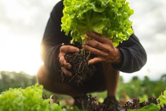 Agricoltura 100% sostenibile: è l’obiettivo del progetto INSOIL Agricoltura 100% sostenibile: è l’obiettivo del progetto INSOIL